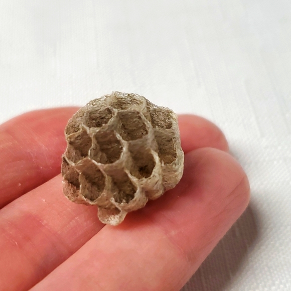 FOUND Real Wasps Nest Natural Nature Fragile Small Woodsy Decor Bee Tiny - Picture 12 of 14
